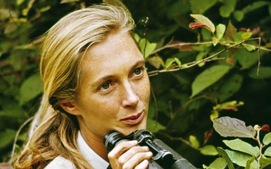 How to Contact Jane Goodall: Phone number, Texting, Email Id, Fanmail Address and Contact Details